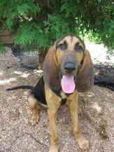 European Black and Tan Bloodhound