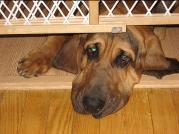 Diesel was taken in by Bloodhound in Training Inc and originated out of Wisconsin Rapids WI  area and currently trains as a tracking trailing bloodhound