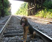 Bosco is a Search and Rescue SAR Bloodhound, European Black and Tan