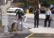 Search and rescue SAR European black and tan bloodhound in training for trailing