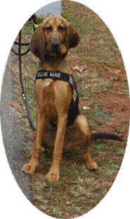 Bosco from http://www.bloodhoundhoundintraining.org working in Forseth, GA with a borrowed harness. The seminar was hosted by Chuck Marks with Central GA K9 Search & Rescue