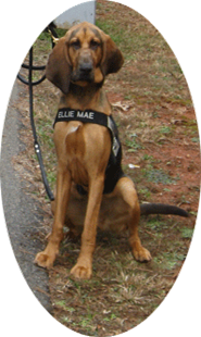 Bosco from http://www.bloodhoundhoundintraining.org working in Forseth, GA with a borrowed harness. The seminar was hosted by Chuck Marks with Central GA K9 Search & Rescue